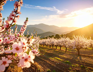 Organic almond butter - activated. Spanish almond trees blossoming
