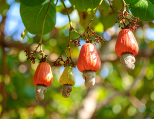Organic cashew butter – Cashew fruits hanging from a tree with a blurred green background