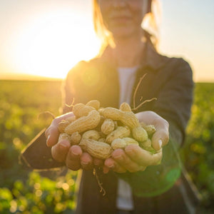 Activated Peanut Butter – Organic and bio-activated. Farmer holding a handful of heirloom peanuts in an outdoor Uzbekistan