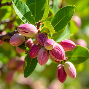 Organic pistachio butter bio-activated sprouted